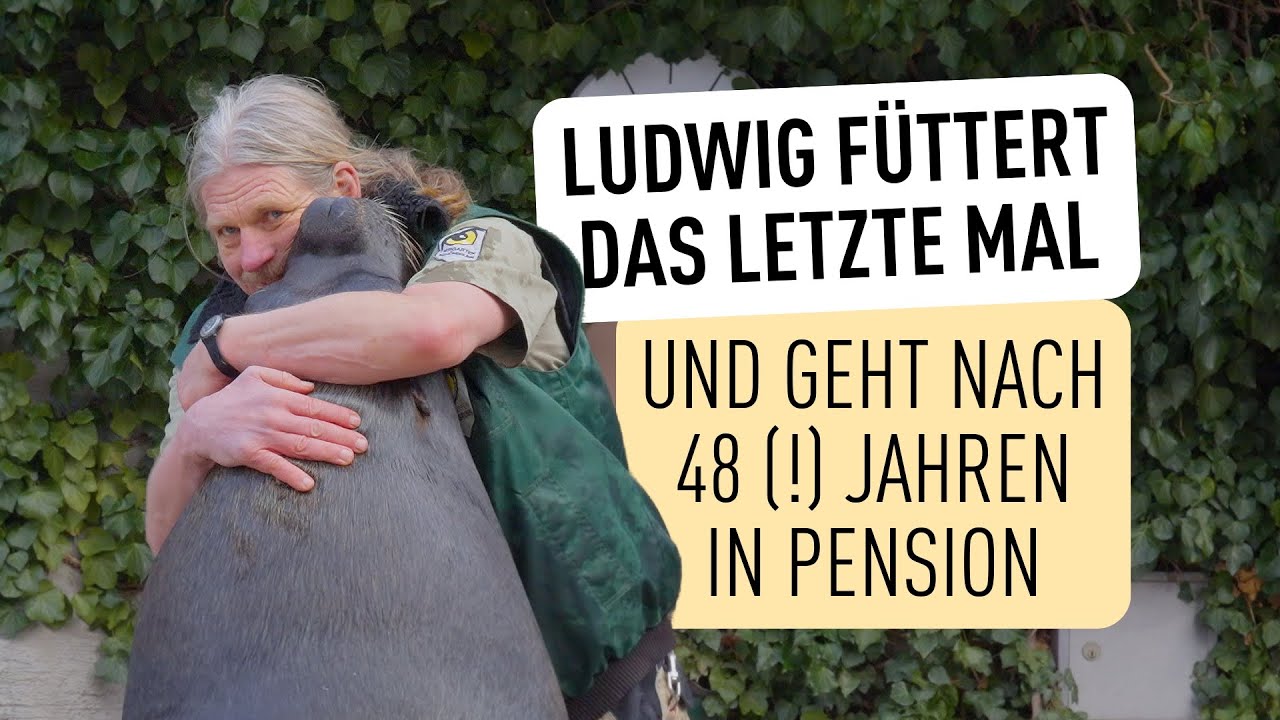 Robben-Fütterung in voller Länge I Tiergarten Schönbrunn