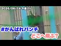 6/14午後 (1) パンチくん、どこへジャンプ? (Punch-kun, where are you going to jump?) 2026.06.14