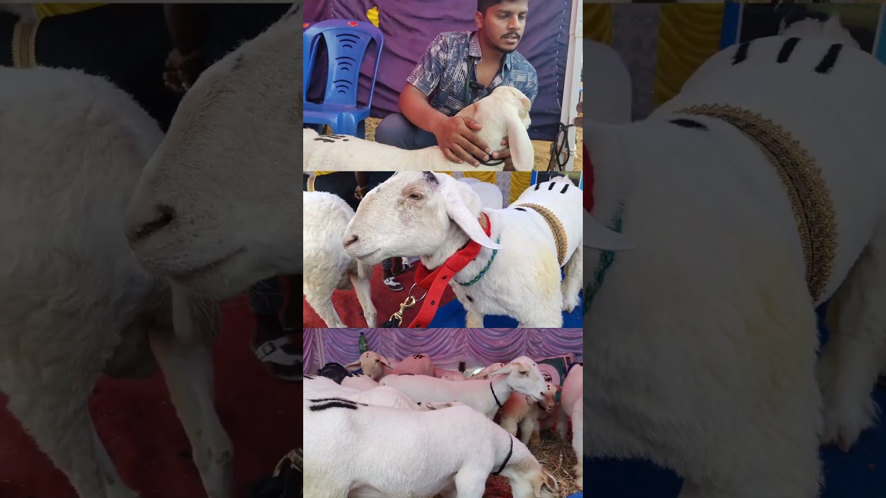 The Pride of Karnataka