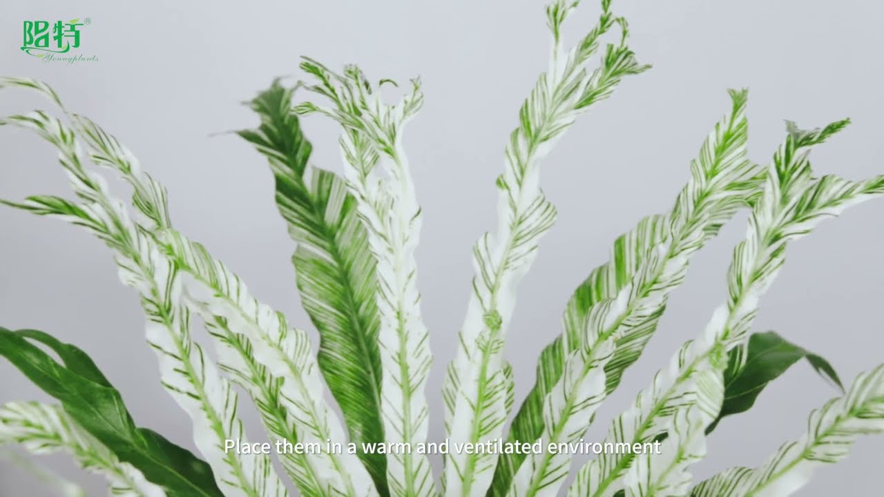Asplenium nidus 'Variegata' - The Stunning Bird's Nest Fern with Seasonal  Variegation