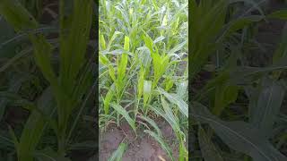 agriculture farming techniques ep 05 #agriculture #insecticides #farming #agriculturelife