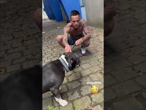 Video: Kas Pit Bulls loomulikult tähendab?