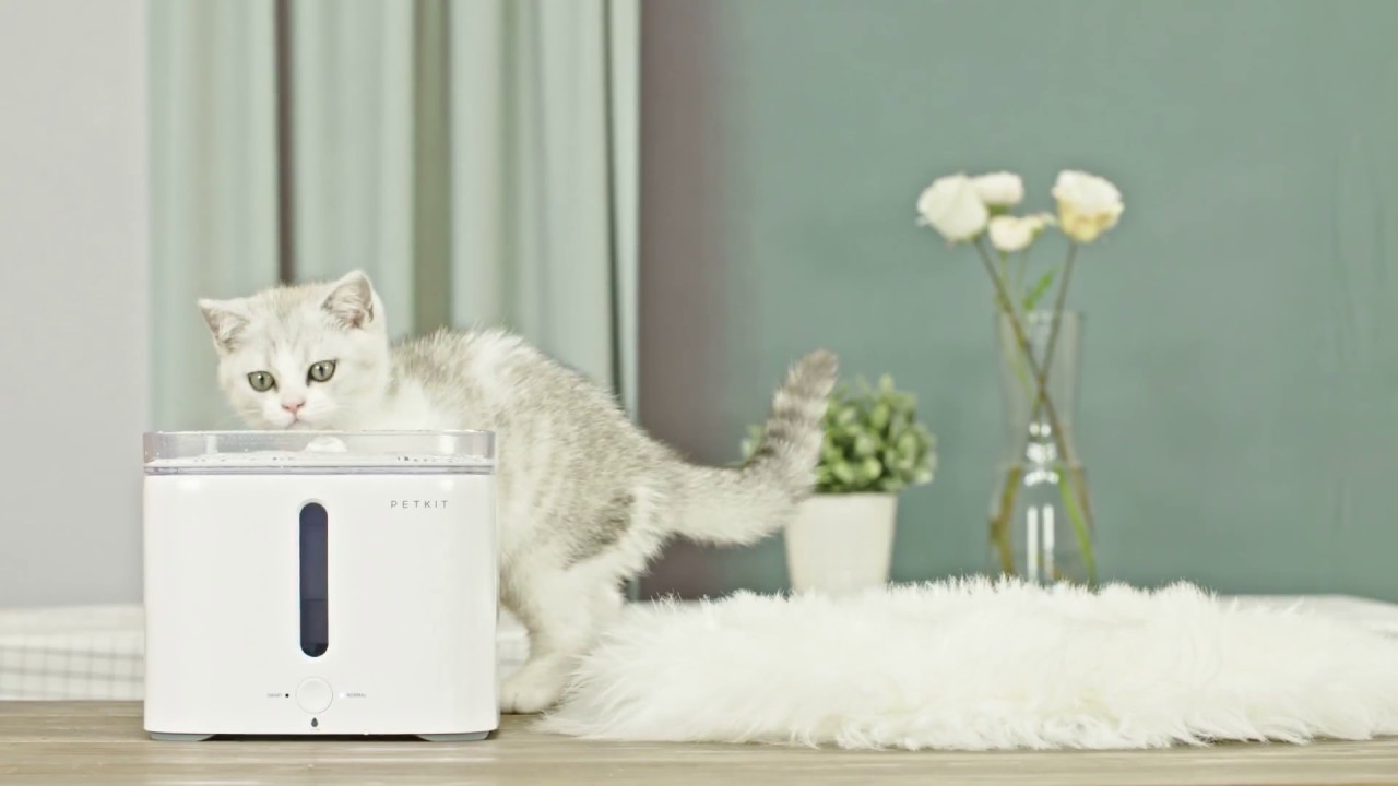 PETKIT Eversweet 2｜Water Fountain For Cats YouTube