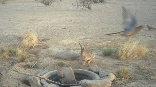 Desert Rabbit with a cute way of running in to get water.