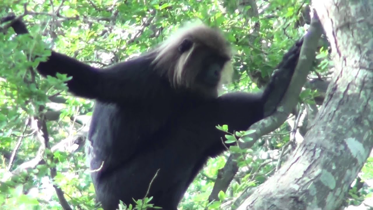 ニルギリラングール Web猿図鑑 猿 Com