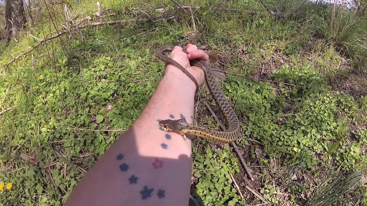 dekayla dansberry Herping Philly!! Garter Snakes, Dekays and Turtles.. Crazy Day!!