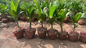 Cây Giống Cau Lùn F1 Hàng Mới Về Số Lượng Nhiều || Sdt/zalo: 0867.878.995 - 0969.450.190