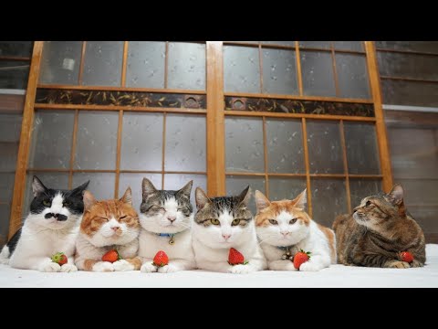 苺猫さま専用 他の方はご購入できません 2/18合同譲渡会】ちぃ太くん、お届け♡ | 保護猫ひろば ラブハピ