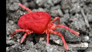 видео: Клещ краснотелка бархатный картинка: Клещ краснотелка бархатный