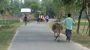 বাংলাদেশের গ্রামের জীবন ||  Bangladesh Village Life