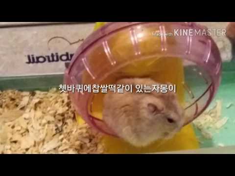 유튭다시돌아온기념!!자몽이사진모음!