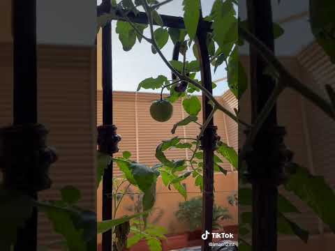 فيديو: طماطم الكرز المزروعة في الداخل: كيفية زراعة طماطم الكرز الداخلية