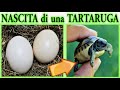 NASCITA DI UNA TARTARUGA  , born baby turtles, naissance de tortue, nascimiento de tortuga,
