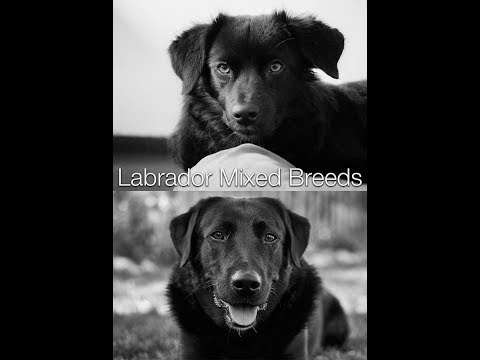 Video: Kolaps Tokom Vježbe Kod Retrivera Labradora