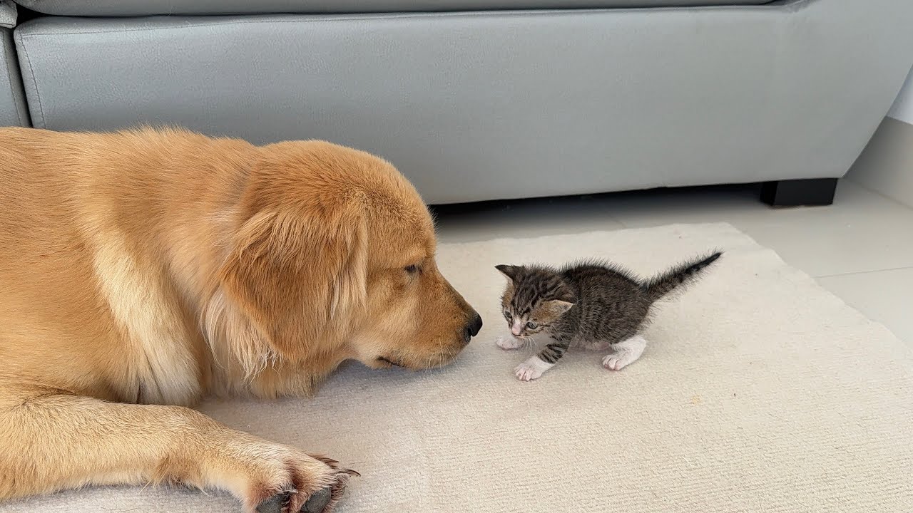 The kitten couldn't find its mother and mistook the golden retriever for her.
