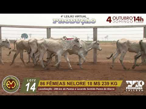 LOTE 14