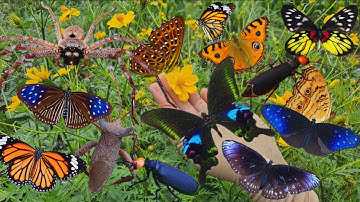 Catching Amazing Garden Insects | Beautiful Butterflies, Stink Bugs, Spiders & Blister Beetles