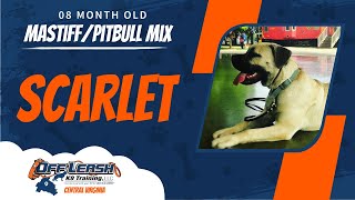 8 mo Mastiff/Pitbull mix (Scarlet) Best Dog Trainers in VA