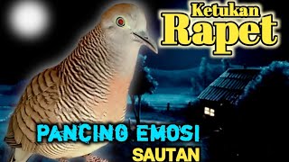 Suara Perkutut lokal gacor ketukan Rapet - bangkitkan emosi sautan - #perkutut38