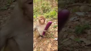 Funny & Cute Monkey 2021 #120803