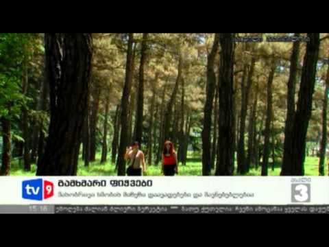 ახალი 3 | გამხმარი ფიჭვები | 06.06.12