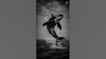 قران الكريم راحة نفسية ممكن شتراك#اكسبلور#القزابري#القارئ#لايك#duet#الرحمن#تيك_توك#سورة#المصحف#short