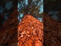 Videography by Ash_Shea. Thank you for your support 💚 #cinematic #shortsfeed