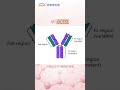 Confused about the different types of antibodies? 🤔