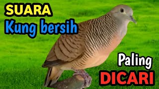 Golden Stream Symphony – Suara Alam Sungai untuk Perkutut Juara Kelas Sultan