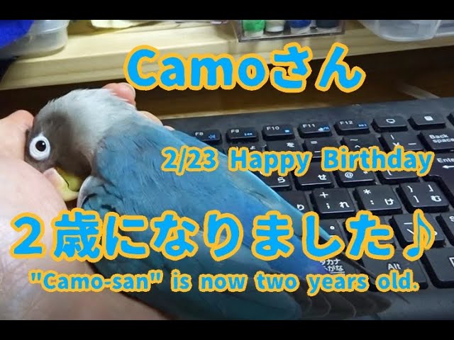 2023年2月23日【ブルーボタンインコ：Camoさん】2歳になりました