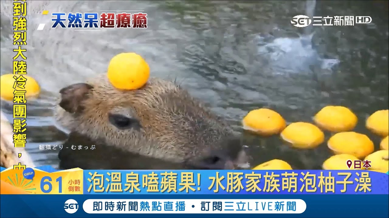 水豚君泡柚子湯嗑蘋果 南瓜超呆萌淡定閉眼熱水沖頭頂好療癒 記者許少榛 萌寵54來當家 三立新聞台 Youtube