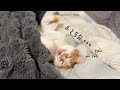 仕事に行きたくない朝の自分みたいな猫