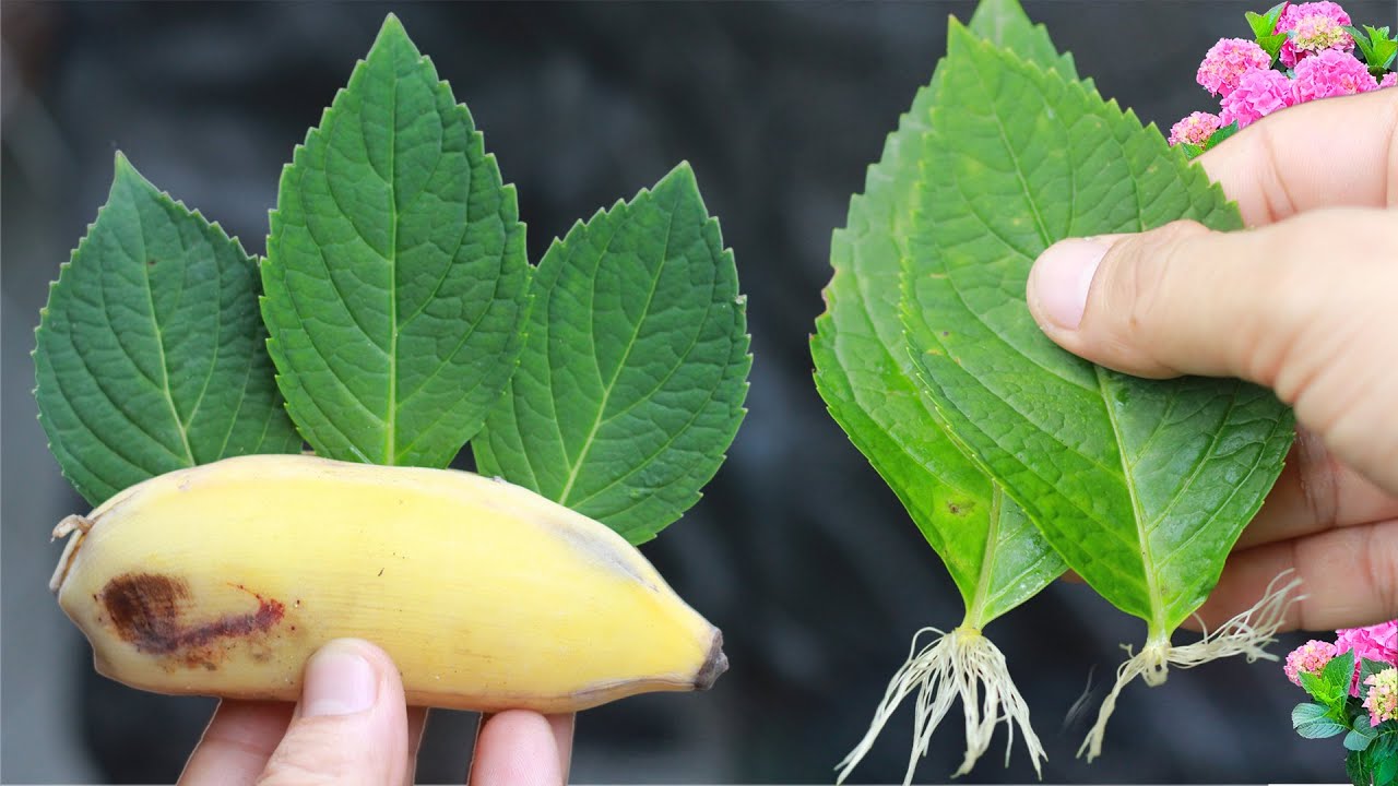 Hydrangea Effects The effect of bananas and soft drinks in hydrangea propagation - YouTube