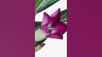 Hiện tượng đất nở hoa trong sa mạc #tongsangtv #tstv #shorts