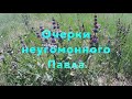 Пустырник в Сибири/Motherwort in Siberia