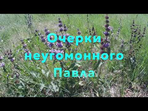 Video: Motherwort Siberia