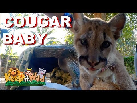 Cougar Baby