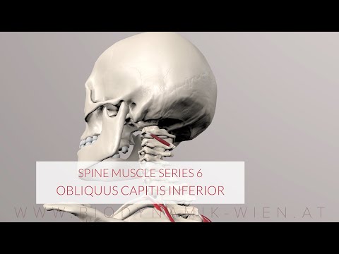 ቪዲዮ: የ obliquus capitis የበታች አትላስን ያራዝመዋል?