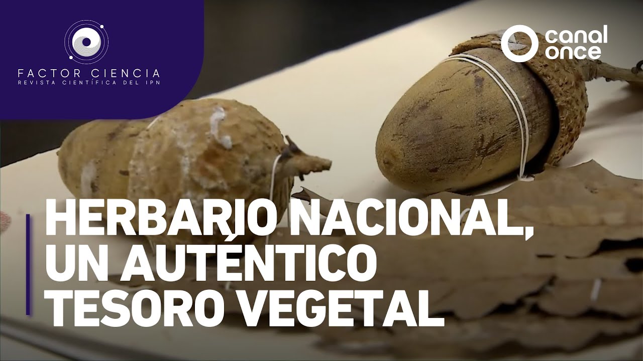 Factor Ciencia - Herbario Nacional, un auténtico tesoro vegetal