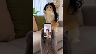 POV: Your Cat is a TikTok Star! 🌟
