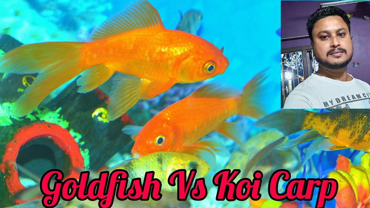 Are Goldfish Carp Or Koi?