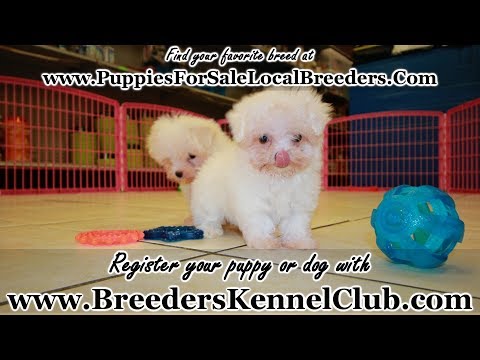 Free Teacup Maltese In Georgia