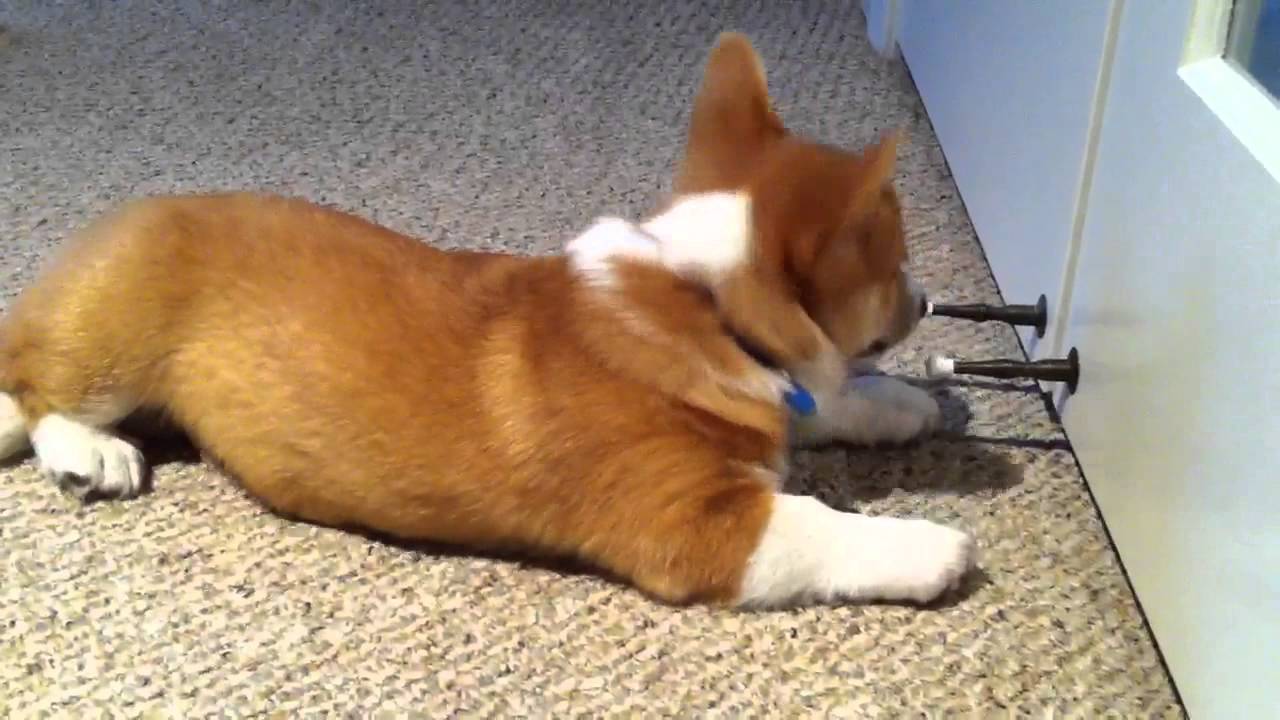 corgi door stopper