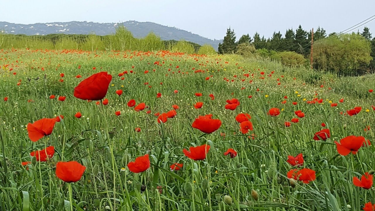 Campos de Amapolas - YouTube