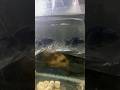 I added a pair of ranchu goldfish in my setup.!#fish #exoticaquariumfish #goldfish #ranchu_goldfish