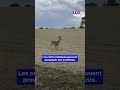 🦌 Un chevreuil "ivre" tourne en rond dans un champs｜TF1 INFO