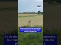 🦌 Un chevreuil "ivre" tourne en rond dans un champs｜TF1 INFO