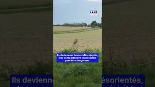 🦌 Un chevreuil "ivre" tourne en rond dans un champs｜TF1 INFO