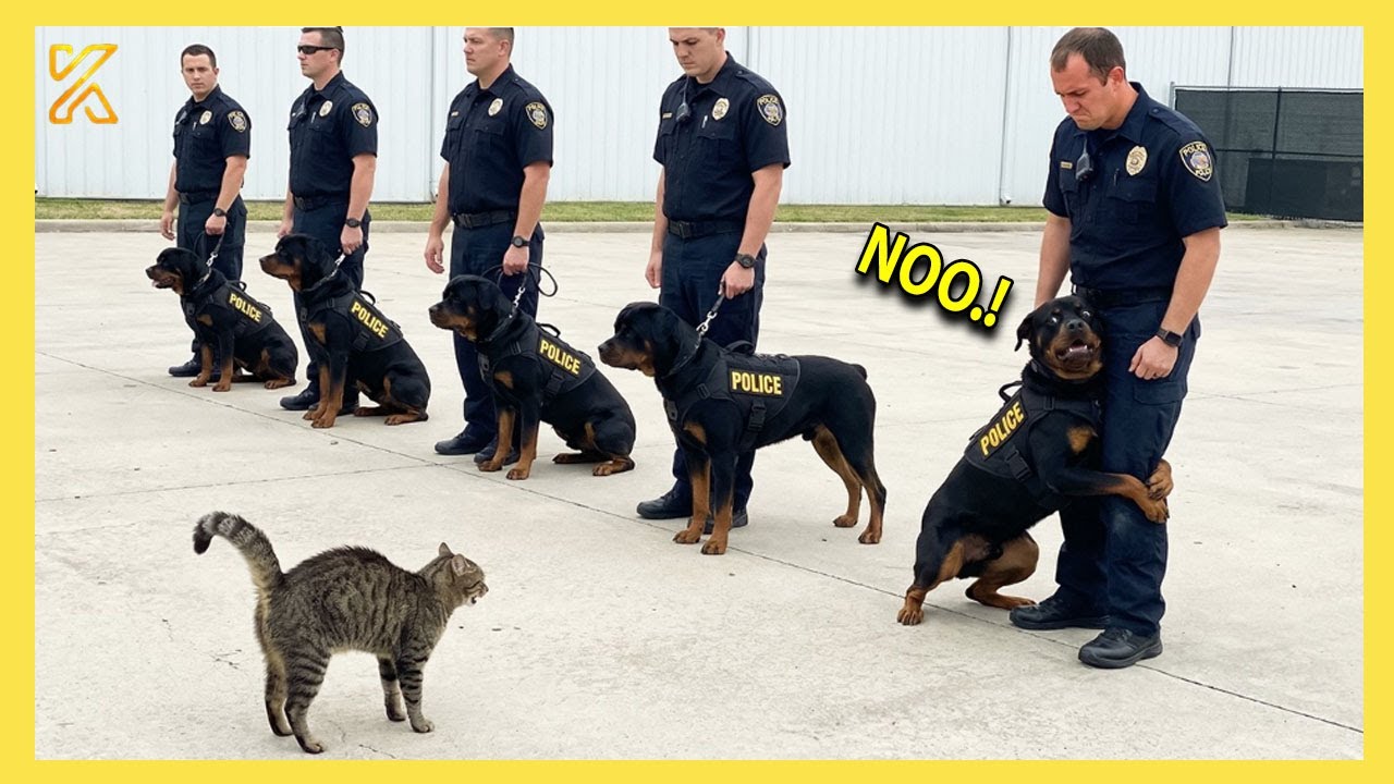 🐕 When Police Dogs Forget Their Job 👮‍♀️🤣 Funniest Dog Ever!
