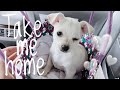 Bringing a 9-week old Chihuahua Home 🏠 || Cute Puppy